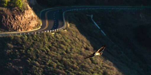A raptor in flight above the Marin Headlands.