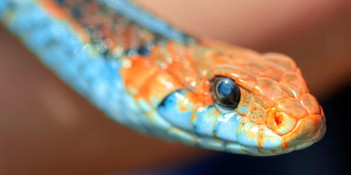 A close up of the San Francisco Garter Snake