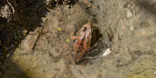 California red-legged frog