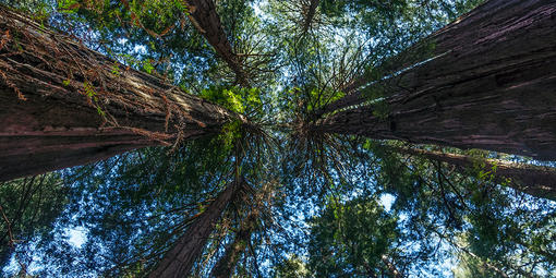 Muir Woods Historic Redwoods