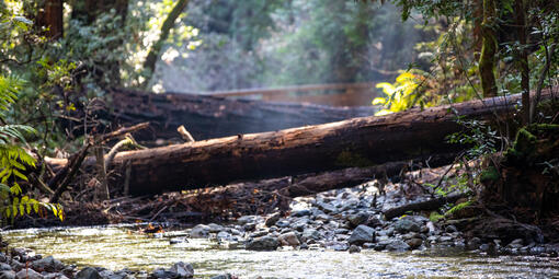 A creek runs along amongst rocks, flora, and underneath a fallen log at Muir Woods.