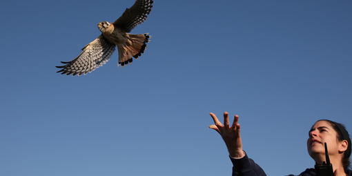 Volunteer Kendra Armer releases an American Kestrel