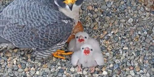 The chicks look anxious for their next meal. From the nest cameras on UC Berkeley’s Campanile Tower where Peregrine Falcons Annie and Grinnell have been nesting since 2017, and two baby chicks hatched in April 2019. 