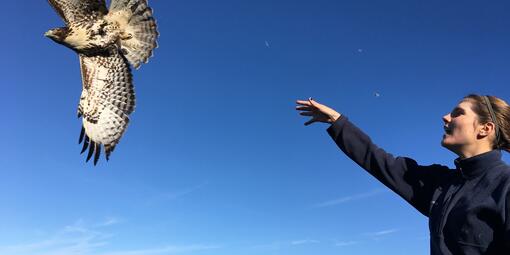 A banded juvenile Red-tailed Hawk takes flight after release.