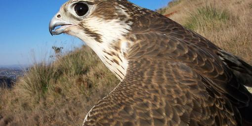 Prairie Falcon