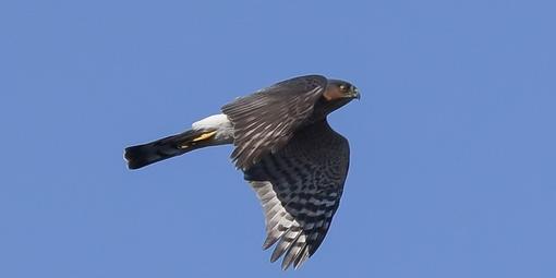 Sharp-shinned Hawk