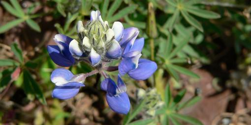 Sky lupine off Conzelman Road in the Marin Headlands
