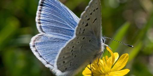 Mission blue butterfly