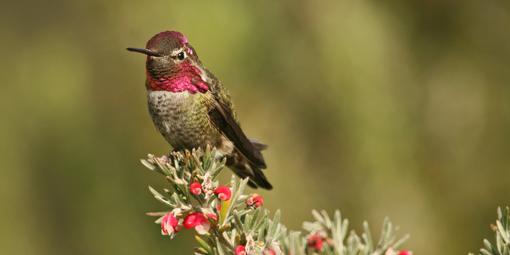 Anna's hummingbird