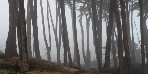 Cypress trees in fog at Lands End