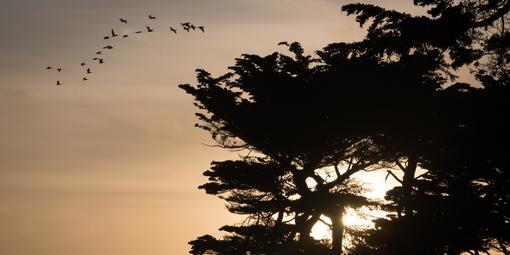 Sunset through the cypress at Lands End