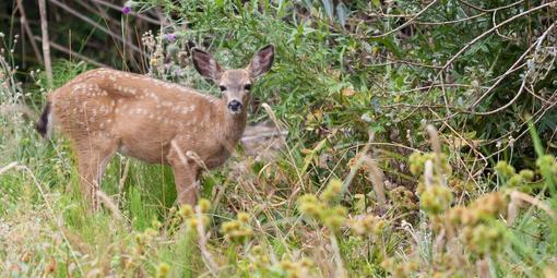 Fawn strikes a pose in the brush