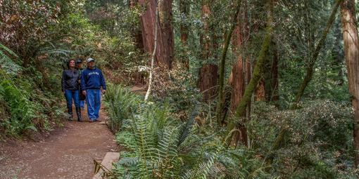 Visitors stroll through Muir Woods