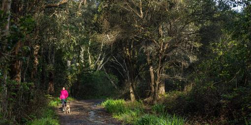 Dog walker takes her leashed dog through Oakwood Valley