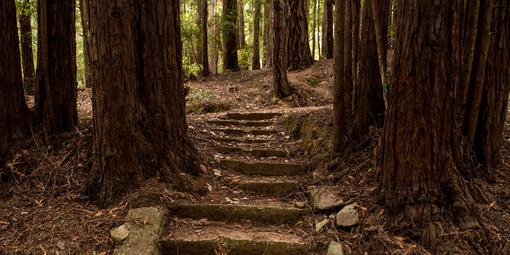 Pathway steps at Camp Alice Eastwood