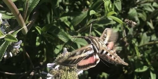 A white-lined sphinx moth gathers pollen from a black sage plant