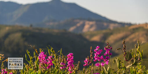 Pink wildflowers in foreground with Mt. Tam in the background