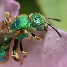 Green sweat bee (Agapostemon texanus) on flower