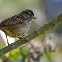 White Crowned Sparrow