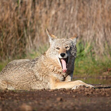 Coyote with its mouth open in the Golden Gate National Recreation Area.