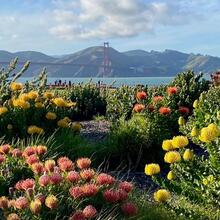 Beautiful plants bloom at Presidio Tunnel Tops with a view of the Golden Gate Bridge.