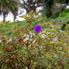 Purple Flowers at Black Point Historic Gardens