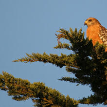 Red-Shouldered Hawk sitting in a tree