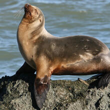 Sea lion sunning itself near Point Reyes