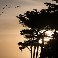 Sunset through the Cypress trees at Lands End