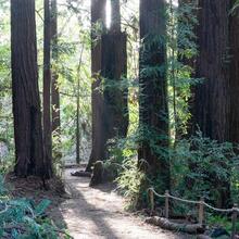 Trail in Roy's Redwoods Preserve