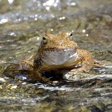 Foothill yellow-legged frog. Credit: Ian Austin