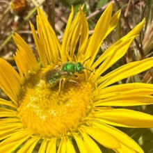 A California pollinator explores a brilliant yellow flower.