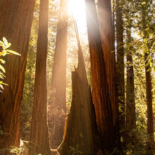 Sunlight shines through canopy at Muir Woods