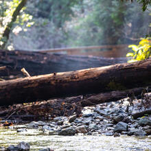 A creek runs along amongst rocks, flora, and underneath a fallen log at Muir Woods.