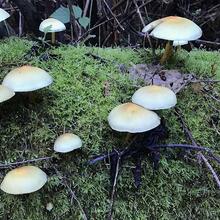 Sulfur tuft mushroom found in the Golden Gate National Parks.