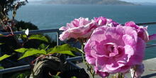 Brilliant Pink Iceberg Roses at Alcatraz Historic Gardens.