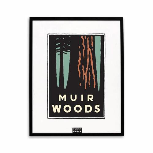 Illustration of redwoods at Muir Woods National Monument.
