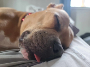 Charlie blep