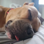 Charlie blep