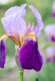 Close up photo of a purple iris in bloom.