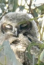 An owl nestled in a tree gazes out through the branches.