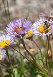 A native bee pollinating a Seaside Daisy at Tunnel Tops.