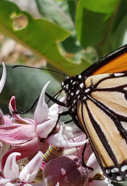 Orange, black and white monarch butterfly seen landing on purple milkweed flowers.