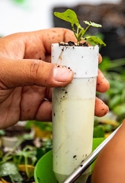 Close up of an intern working with plants