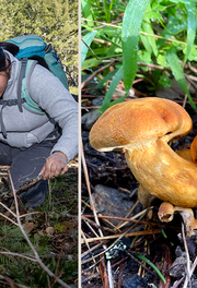 Looking for fungi and mushrooms in the Golden Gate National Recreation Area.