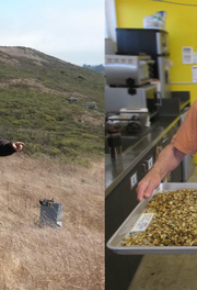 A group collects seed in a grassland. A volunteer holds a tray of seeds.