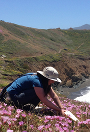 A person collects seeds from bright pink wildflowers along a bluff with mountains in the background.