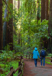 Two people walking among large redwood trees in Muir Woods.