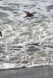Shorebirds observed during perigean spring tide in January 2024