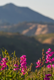 Pink wildflowers in foreground with Mt. Tam in the background